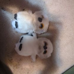 Two Owl Plushies