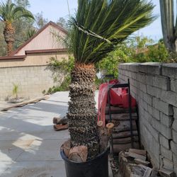 Sago 6ft Mature In Planter