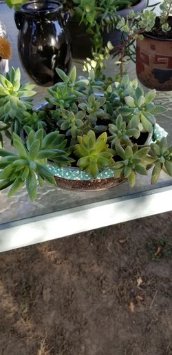 Mix suculent bowl