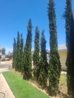 9 ft Italian Cypress trees with poles