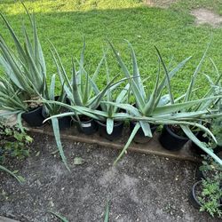 Plants Nursery Aloe Vera Plantas So Many Ones To Choose From