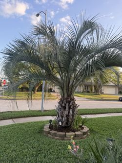 Palm Tree