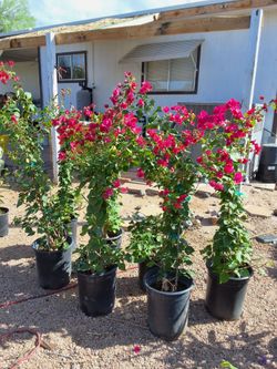 Upright Bougainvillea