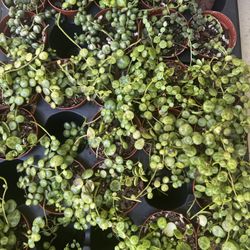 Plant Sale