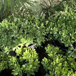 Jade Succulent In 15 Gallon Pot Huge Plant 45$