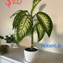 Plant Collection For Sale 