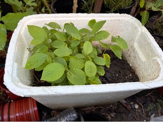 About 39 cherimoya/atemoya baby trees in a container. All for $40.