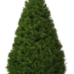 $30 Christmas Trees 