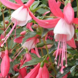 Princess Bella Fuchsia 