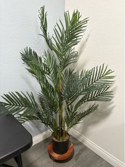 Tall decorative  plant