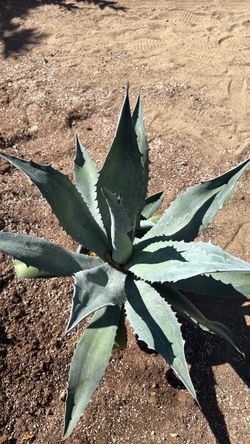 Agave Azul / Maguey