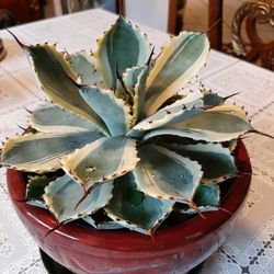 KISSHO KAN- Lacky Crown (Agave Desert Diamond)