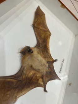 Vintage Taxidermy Hairless Bat in case goth Halloween vampire oddities apothecary bat decor Dracula vampira