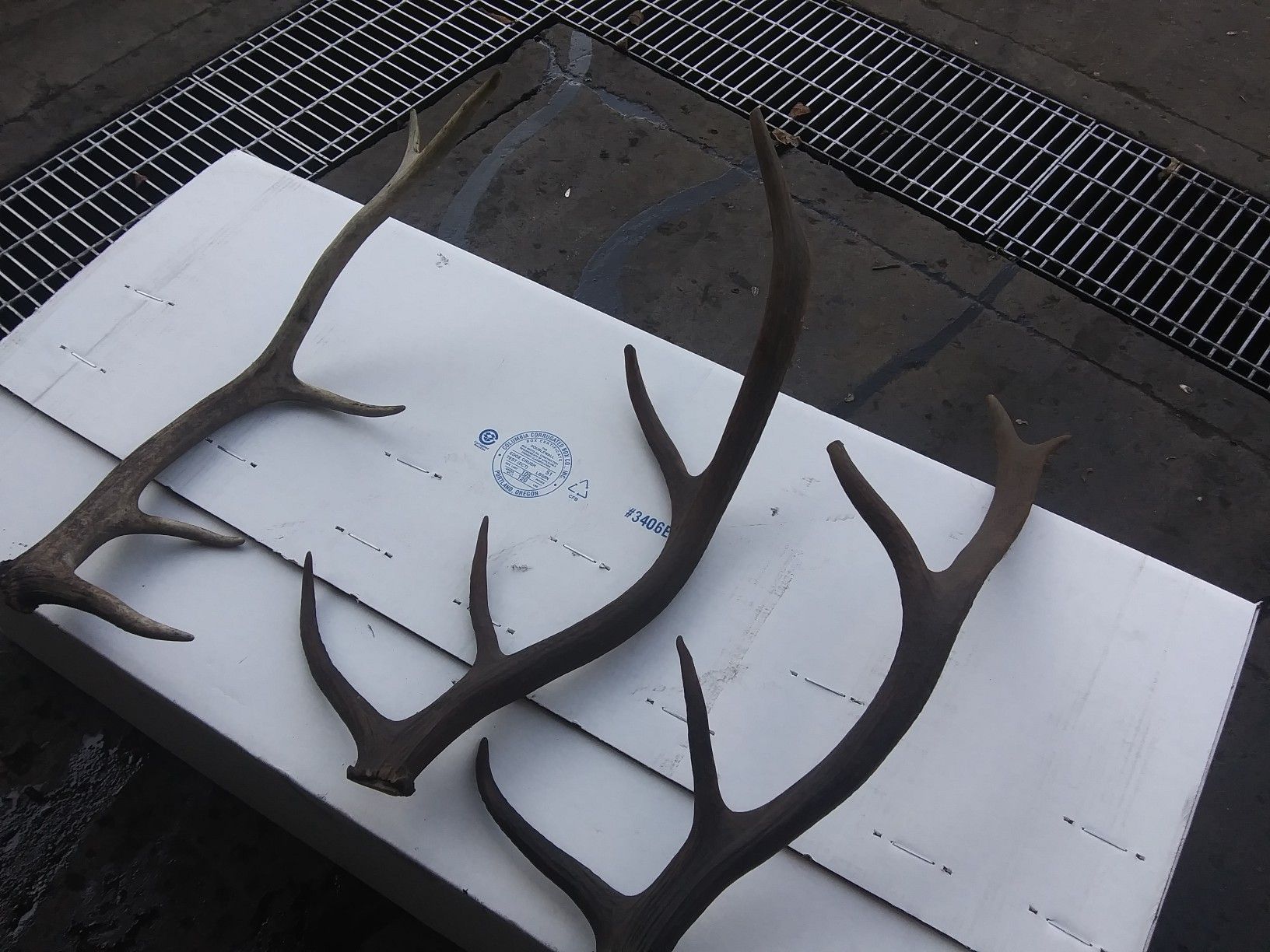 Elk horns