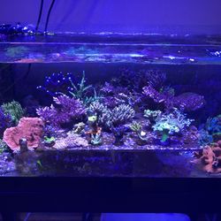 Coral Frags