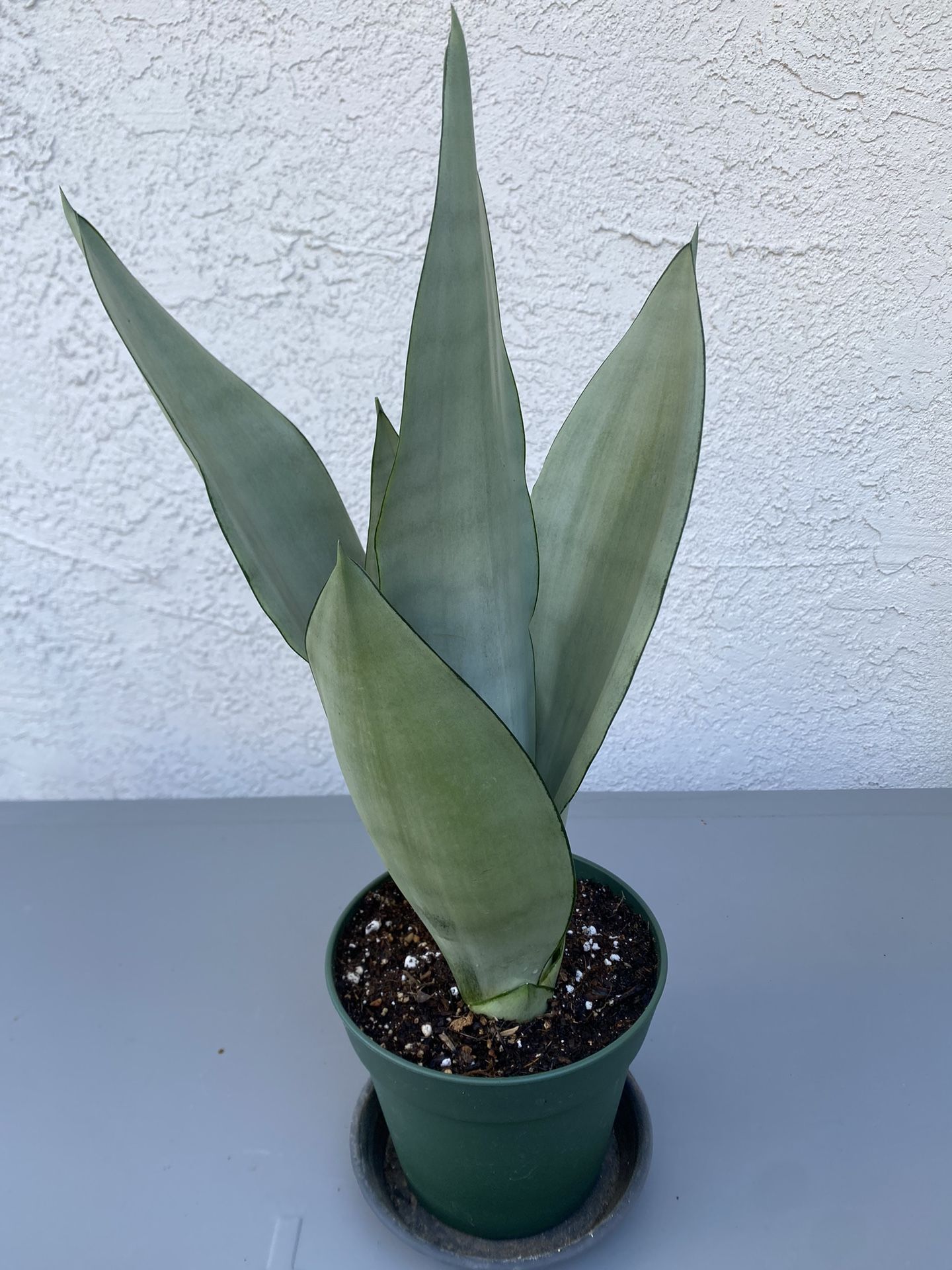 Sansevieria Moonshine Plant