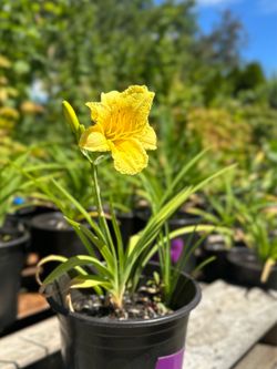 Stella d’Oro Daylily Plants – $5 Each