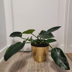 Big Philodendron Martianum 