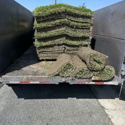 St Augustine Sod