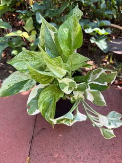 Pothos Pearls&Jade and Marble Queen 2 in 1