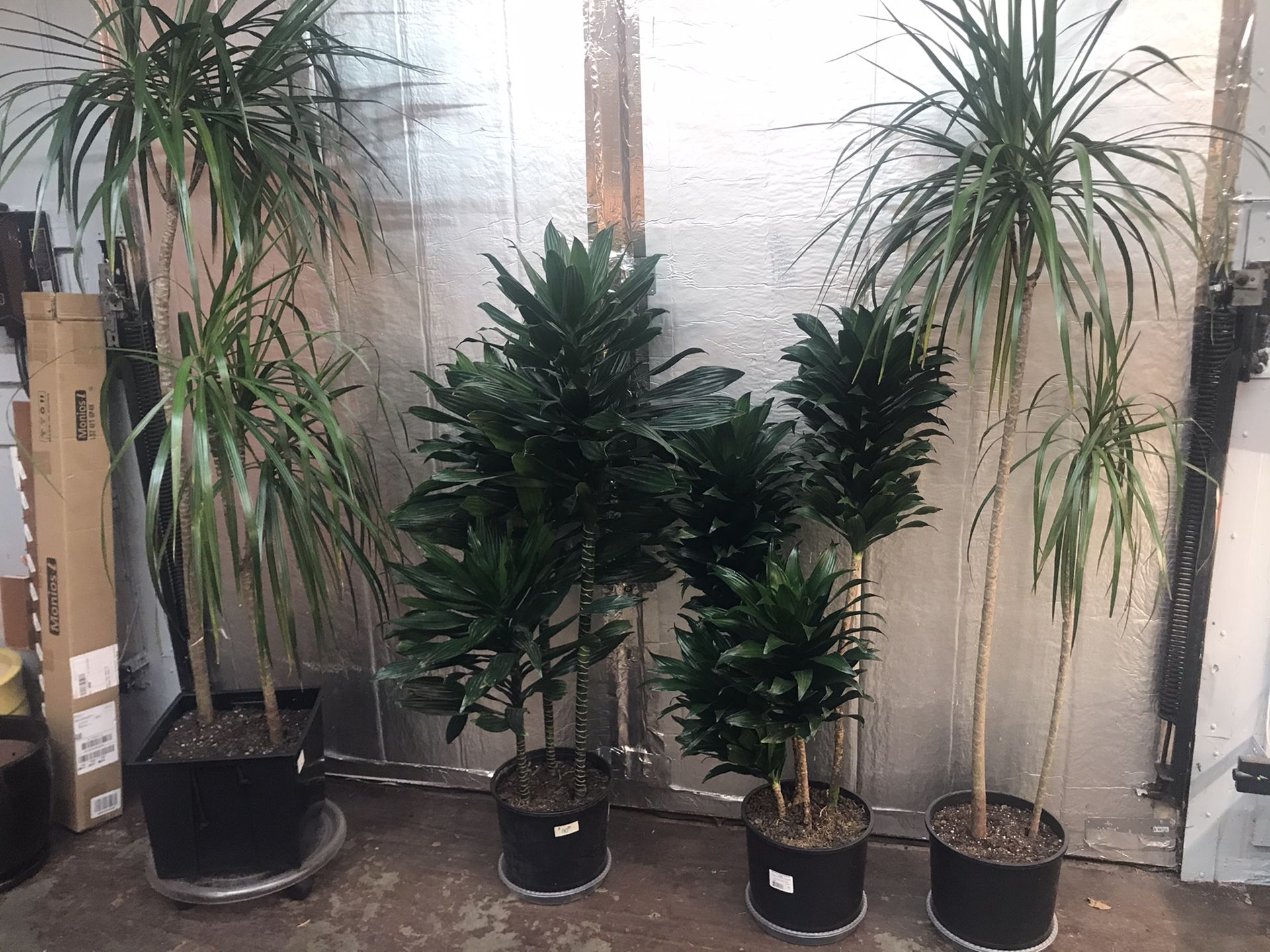 Tall healthy beautiful indoor plants - 4.5 feet to over 7”