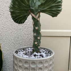 Coral Cactus Plant