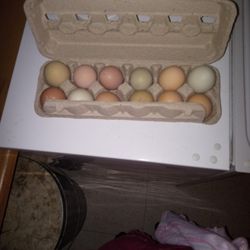 Fresh Eggs