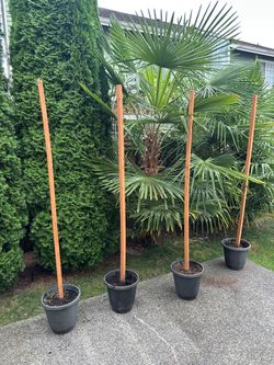 Potted Hanger Light Posts