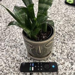Snake Plant