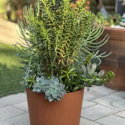 Assorted Succulent Plants 