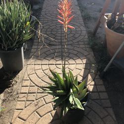 Aloe Crosby’s Prolific