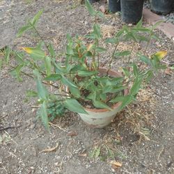 Plants Sale 