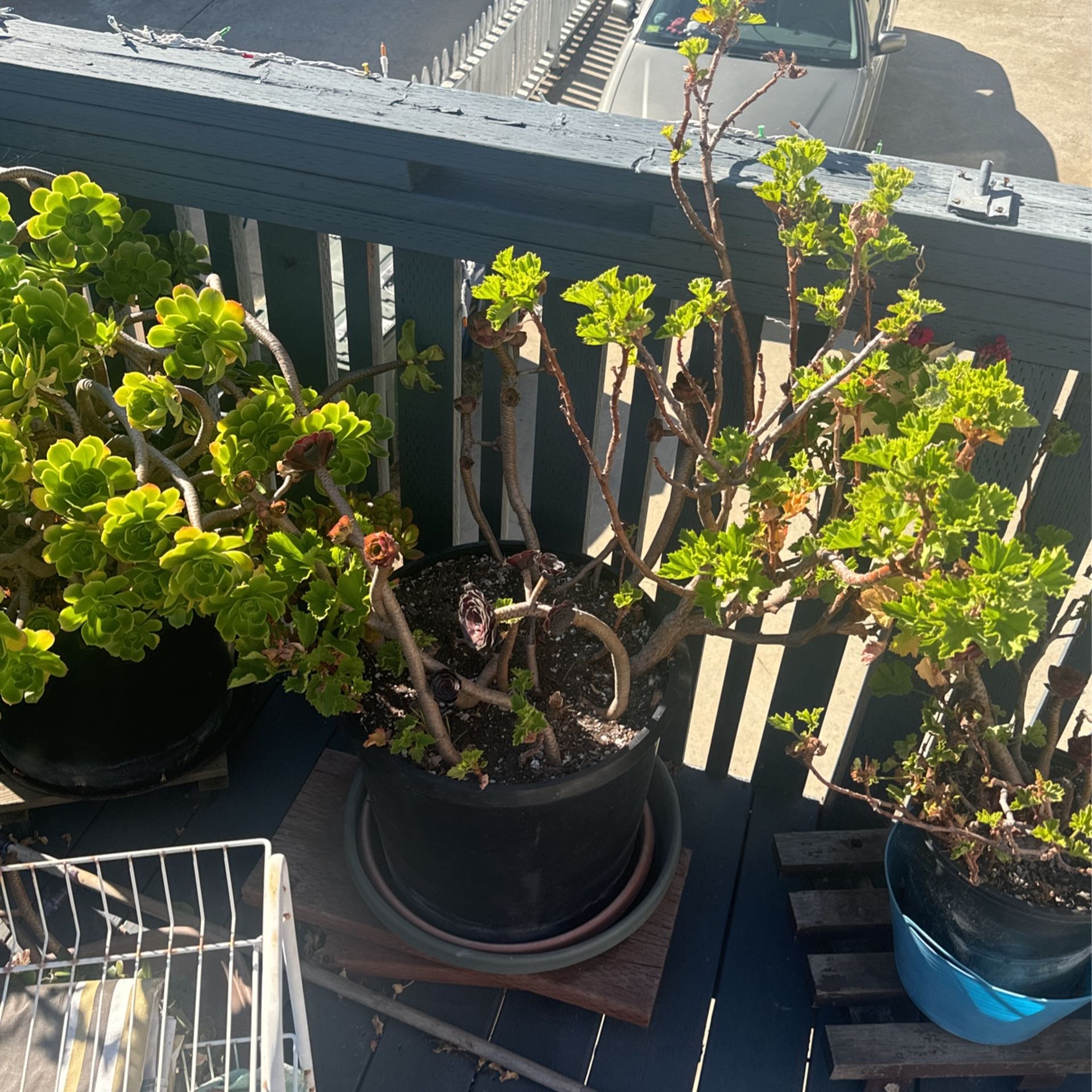 Plant