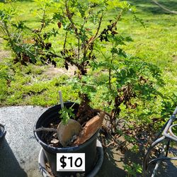 Beautiful big plant that gives flowers