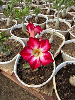 Desert Rose Plants