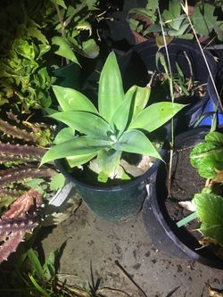 Baby Fox Tail Agave