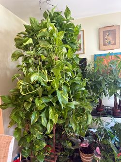3Feet to 3 1/2 Feet Long Golden Pothos for $35 each