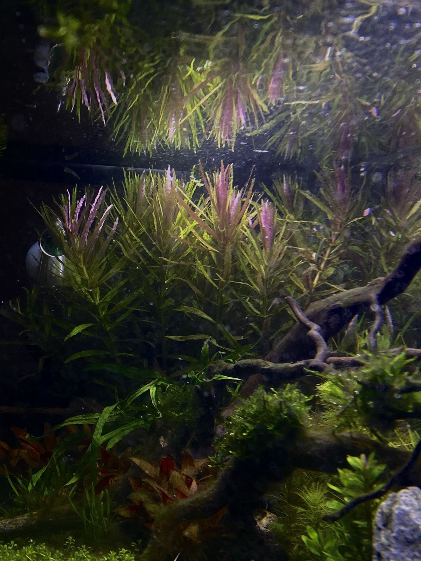 LIMNOPHILA HIPPURIDOIDES - aquarium plant
