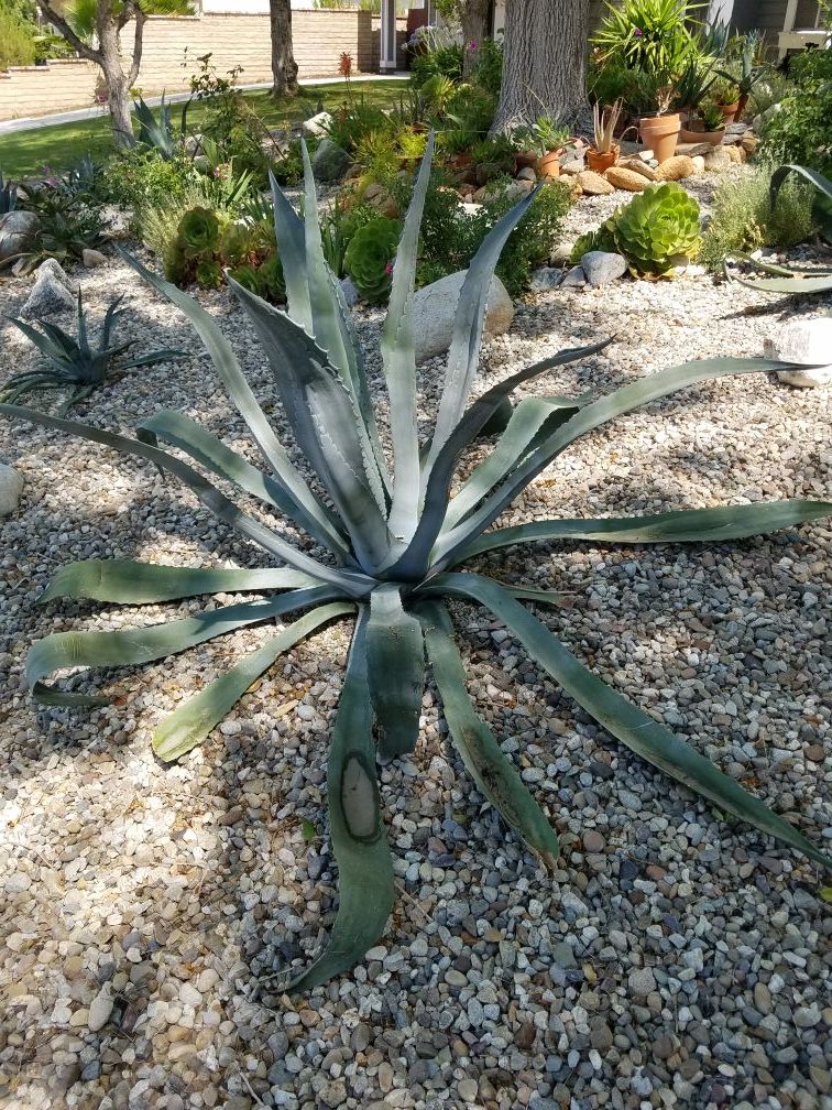 AGAVE