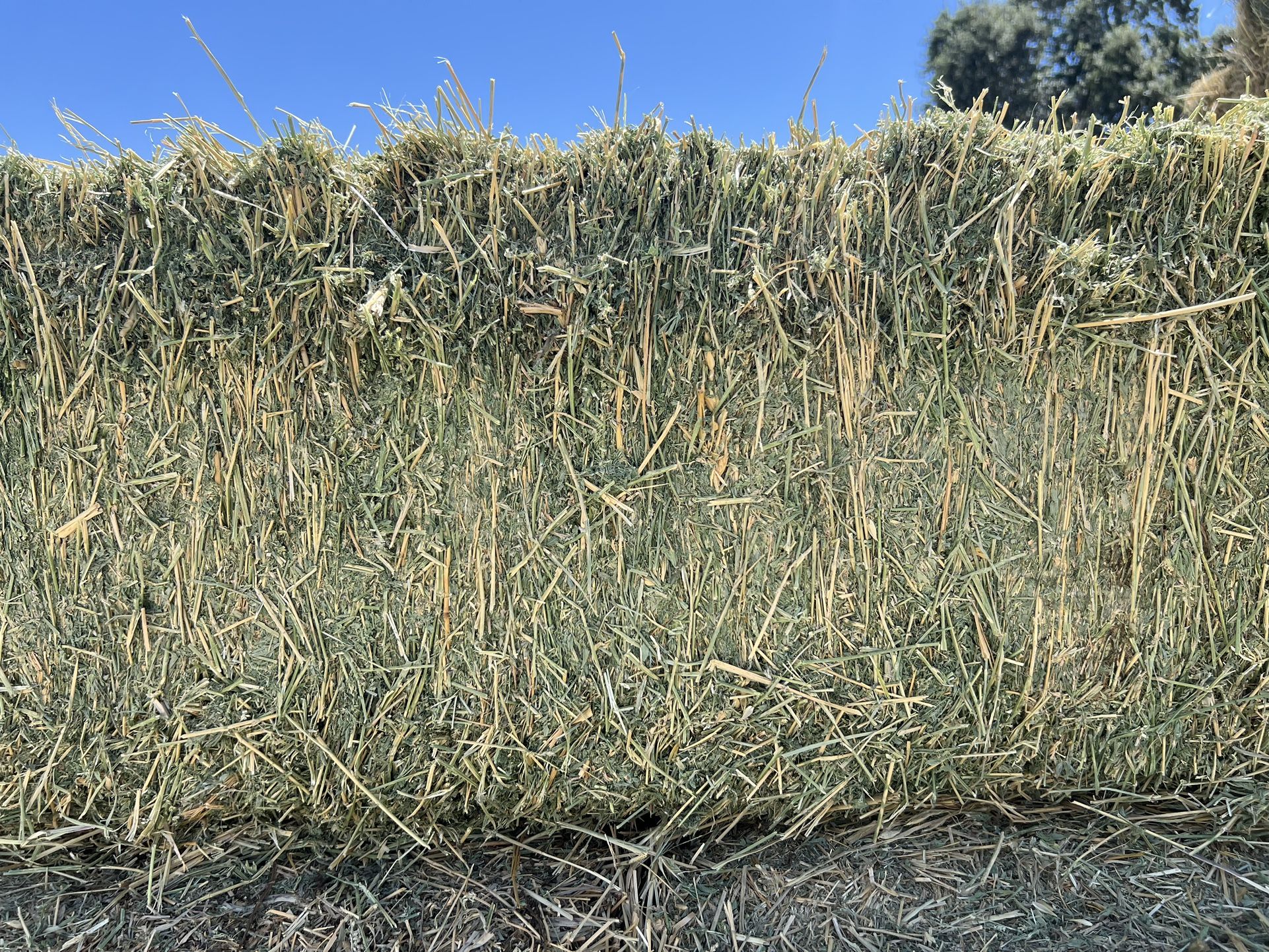 Alfalfa Hay