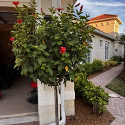 Red Hibiscus Trees