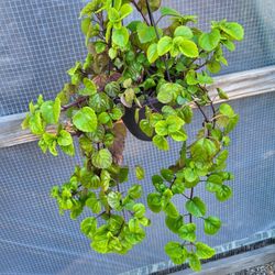 Creeping Charlie Plant 6" Pot