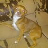 Reyna