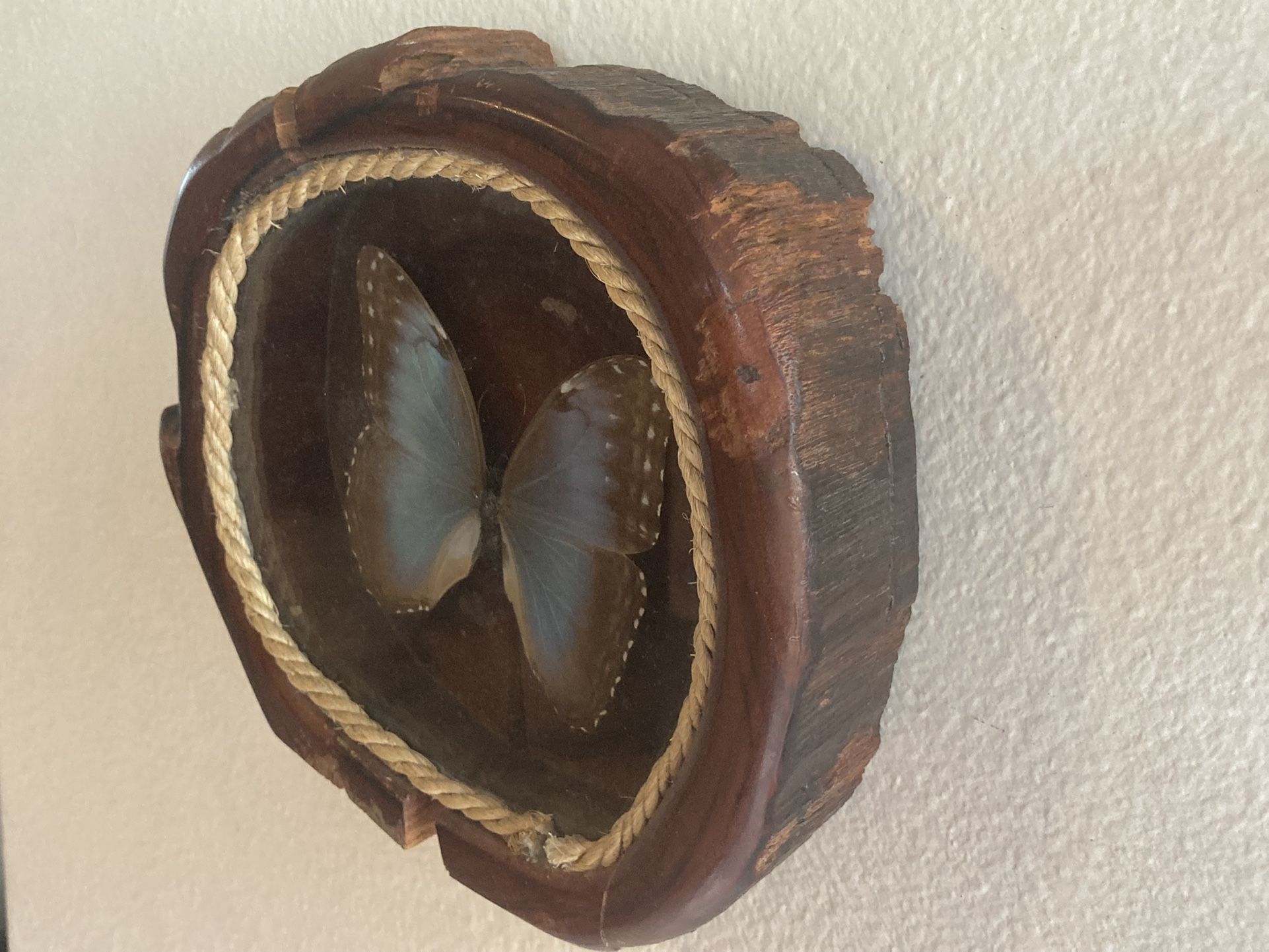 Butterfly Encased In Redwood
