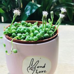 String of Pearls in 4in Pot