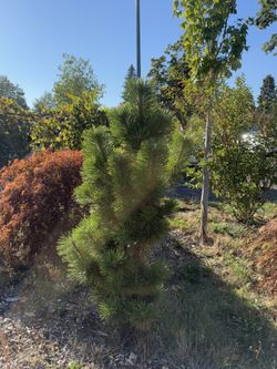 Pine Three