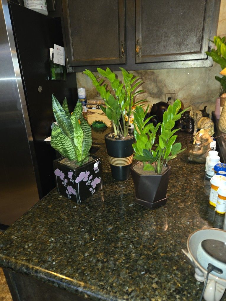 ZZ And Snake Plants In Ceramic Pots With Drainage  2 For $30 