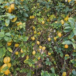 Juicy and sweet - fresh oranges (lemons are gone for this year)