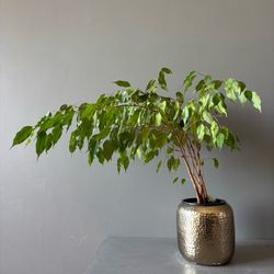 Live Weeping Fig Plant Ficus Benjamina Indoor Houseplant Gold Hammered Pot