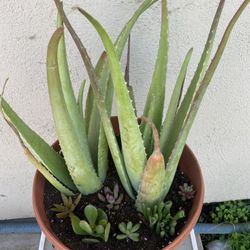 Aloe Vera and Succulents 